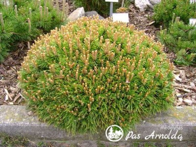 Pušis kalninė ,Benjamin' (lot. Pinus mugo)